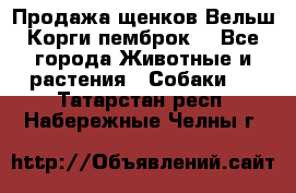 Продажа щенков Вельш Корги пемброк  - Все города Животные и растения » Собаки   . Татарстан респ.,Набережные Челны г.
